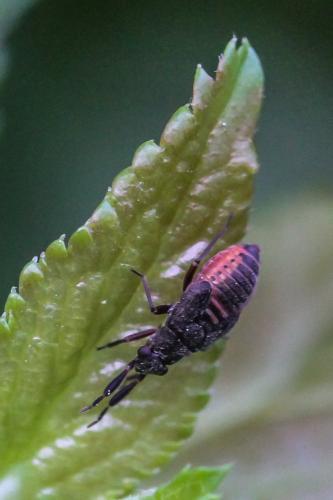 Heterocordylus sp.